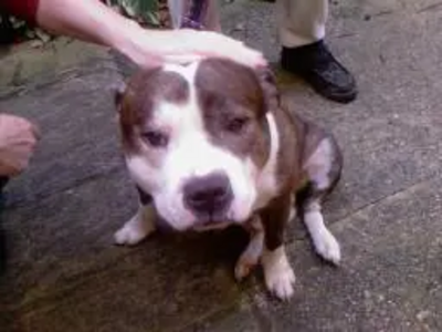 Rescued! A staffordshire bull terrier, reunited with it's owner thanks to a micro chip!